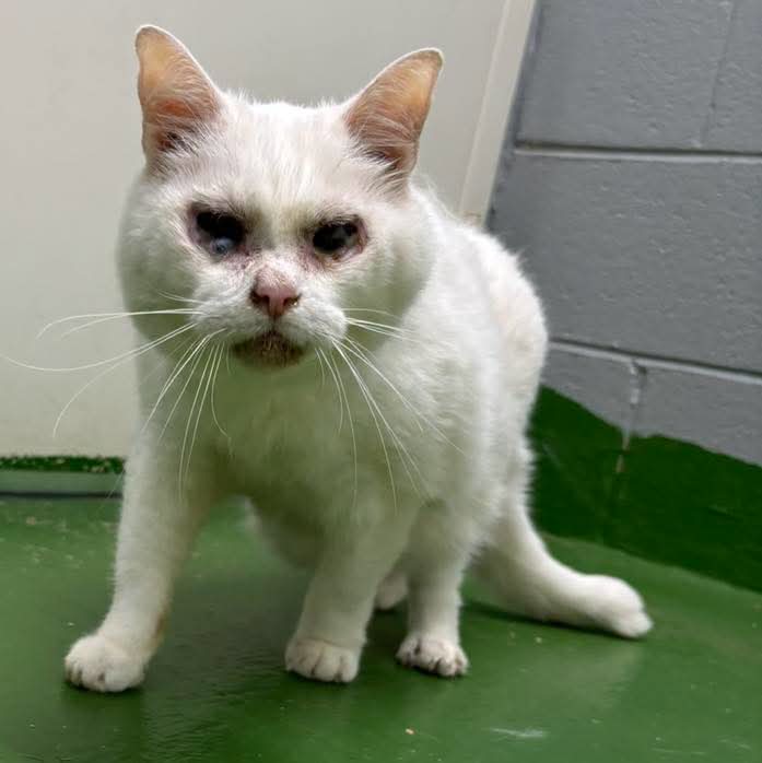 Reed: Not at shelter (Wendy), cat