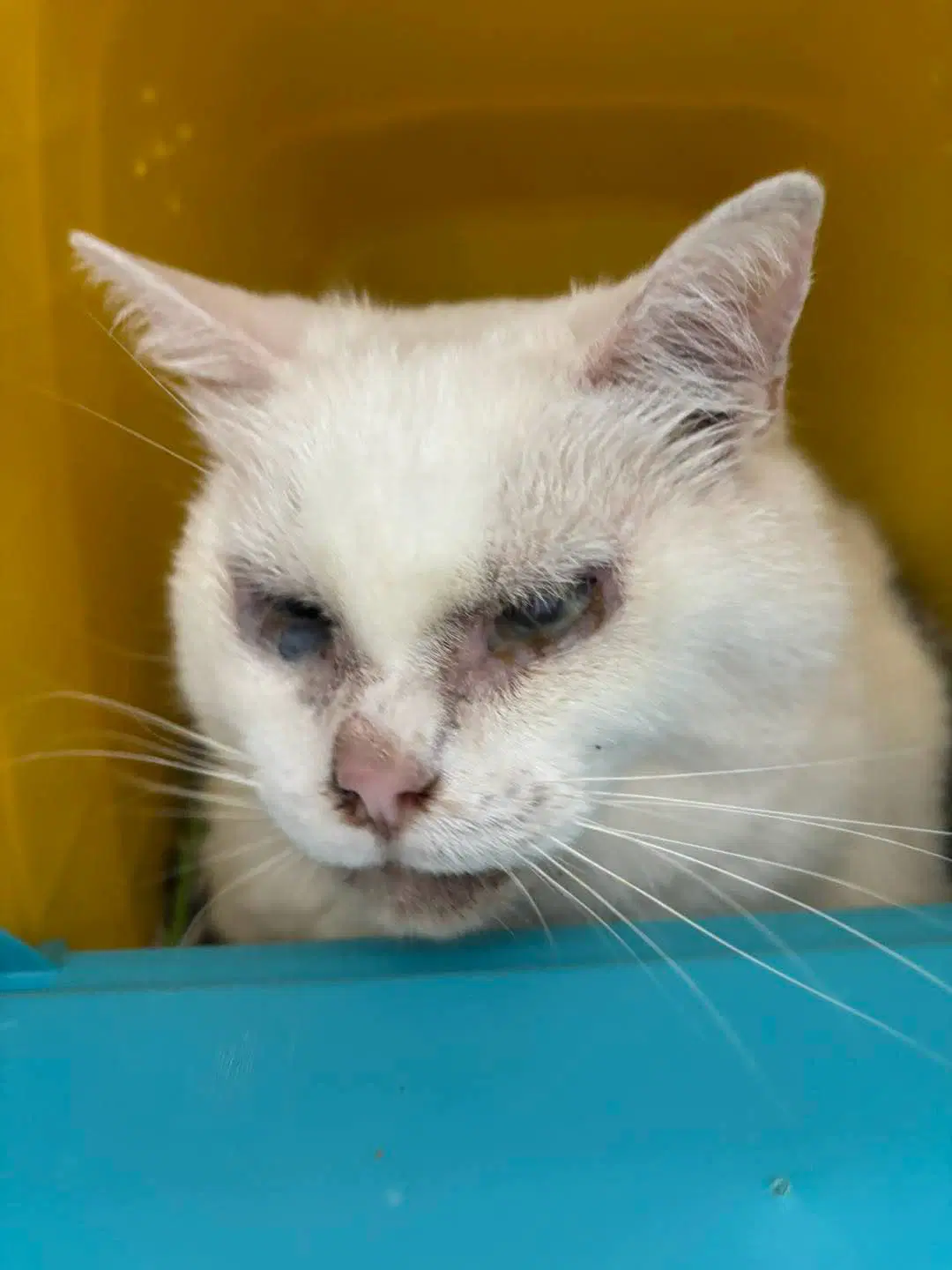 Reed - Not At Shelter Wendy image 2