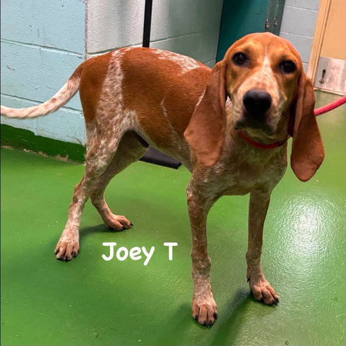 Joey T