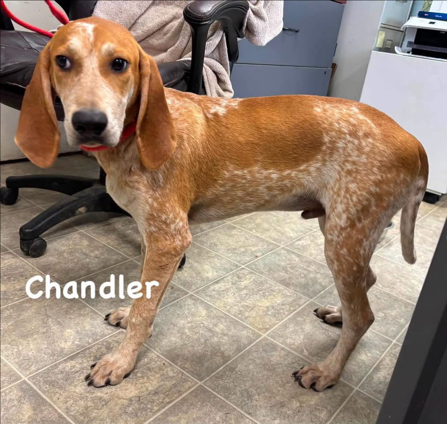 Chandler - At shelter available 7/17