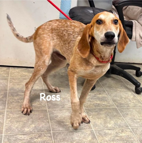 Ross