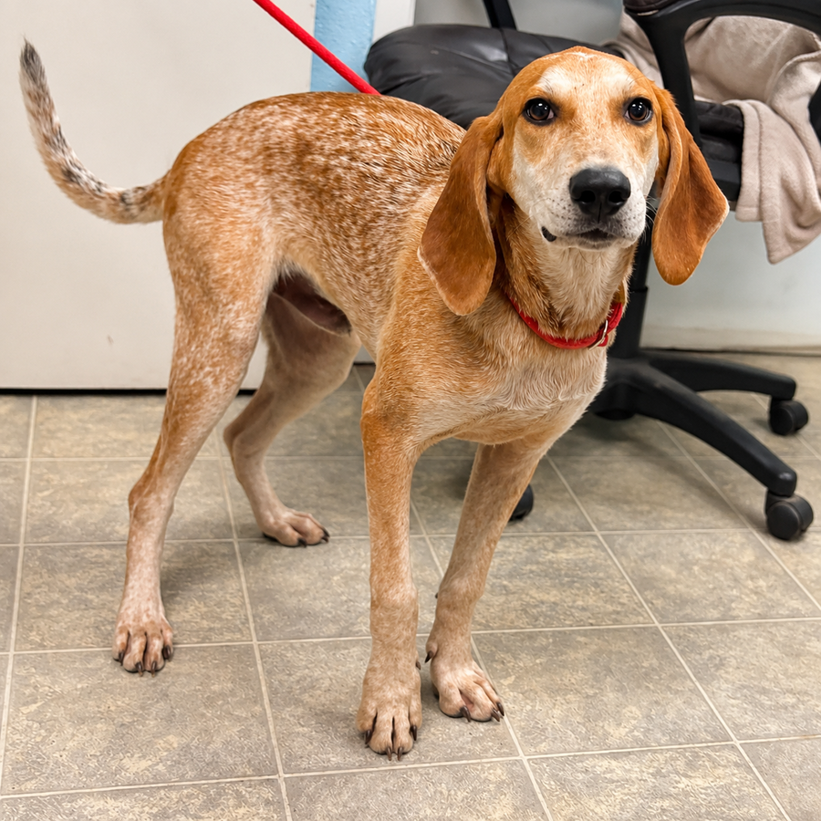 Ross - At shelter available 7/17