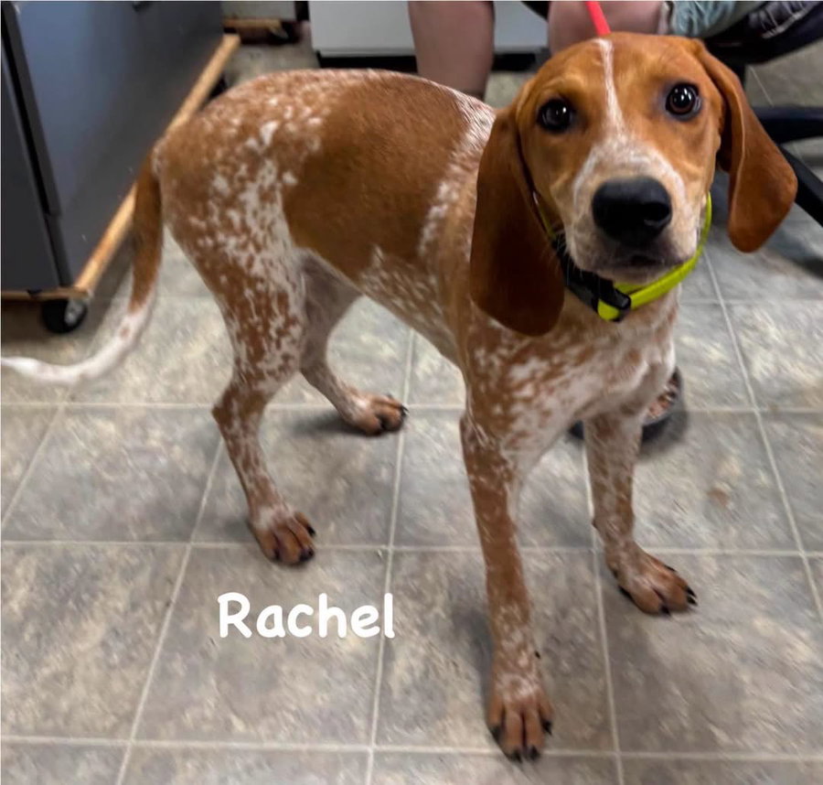 Rachel - At shelter available 7/17