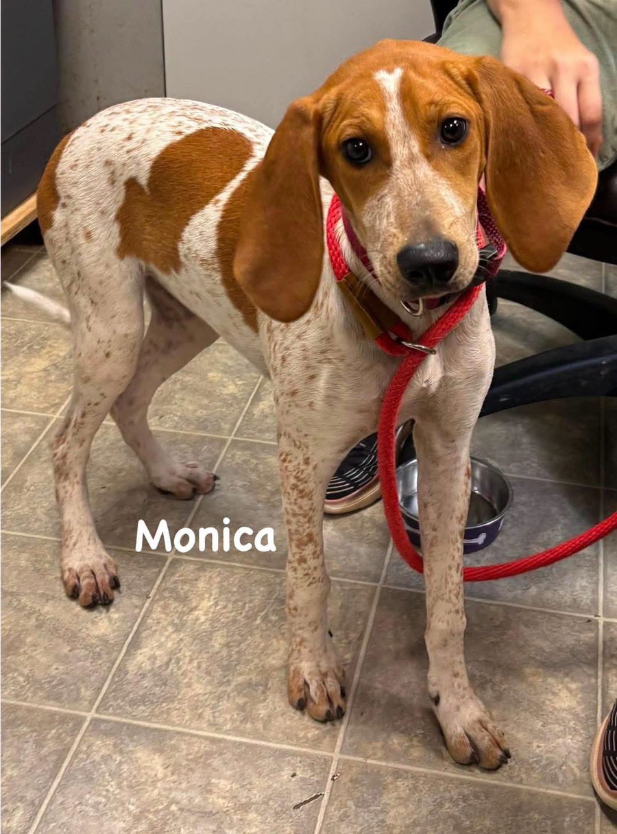 Monica - At shelter available 7/17