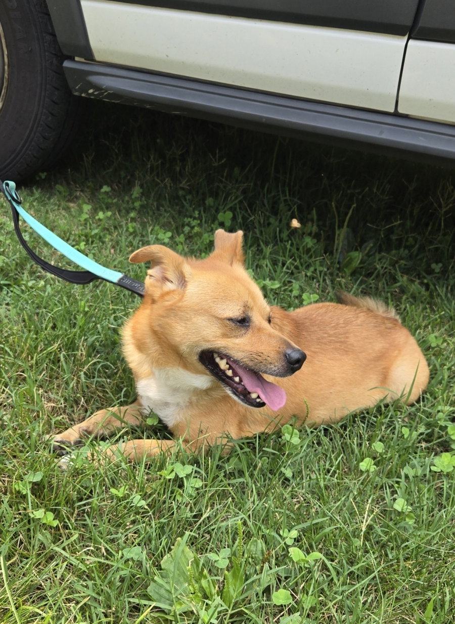 Steele - At shelter  available 7/16