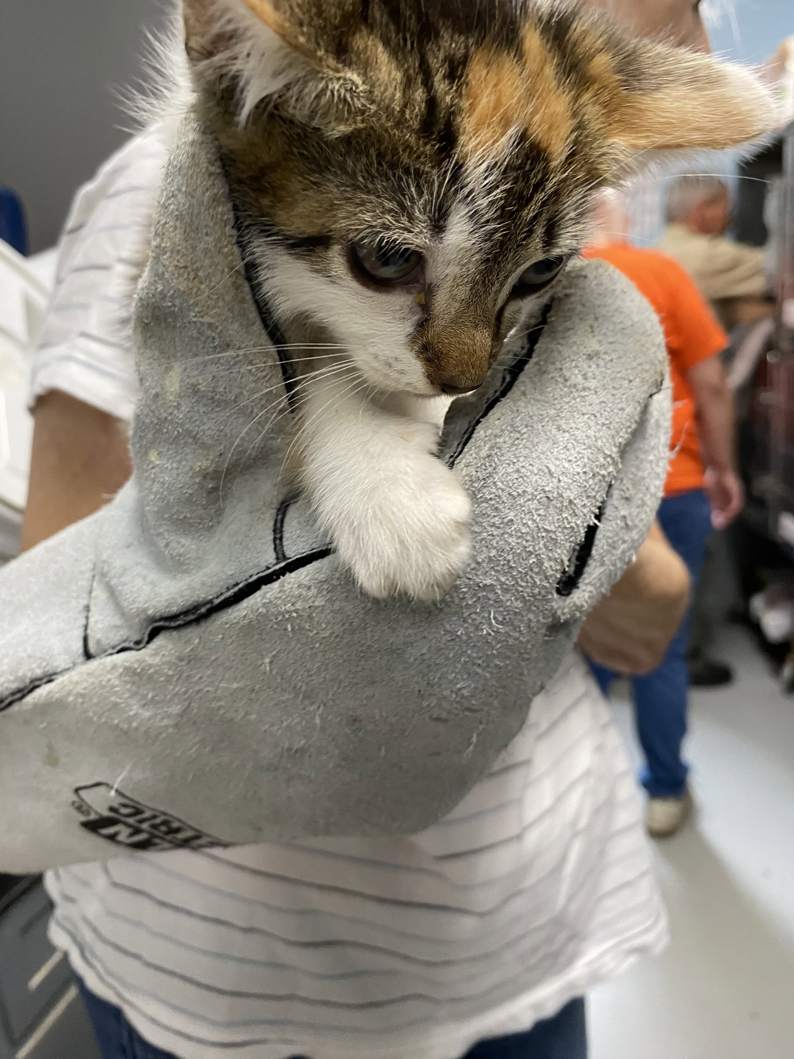 Apollo - Not at shelter (AJ), cat