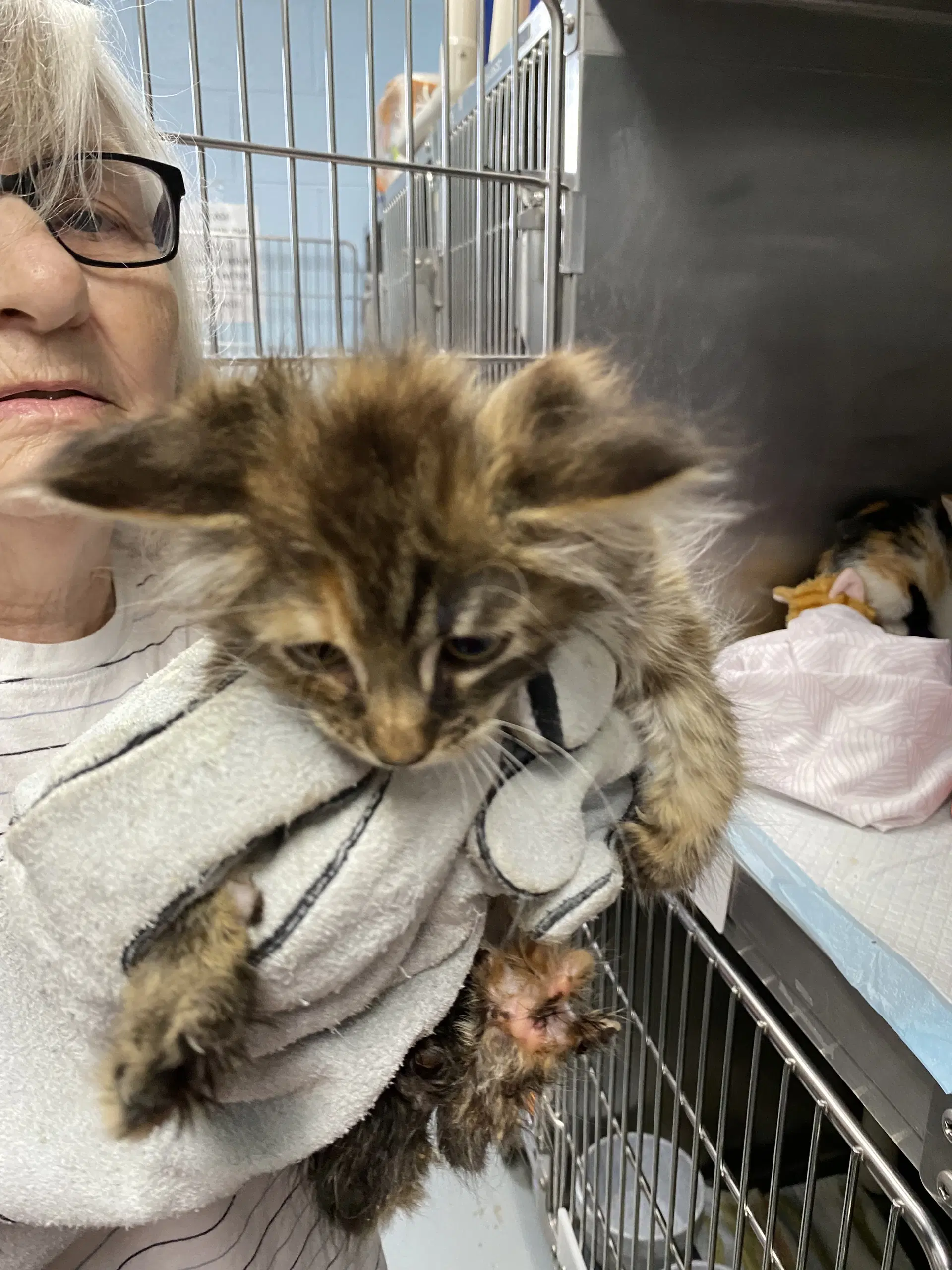 Nebul - At Shelter - Domestic Medium Hair
