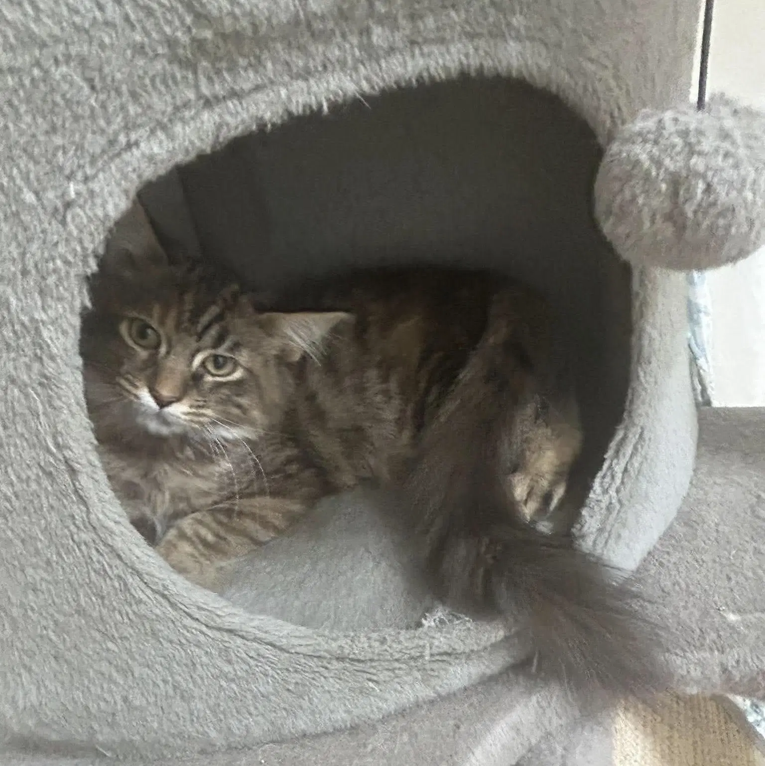 Nebul - At Shelter image 1