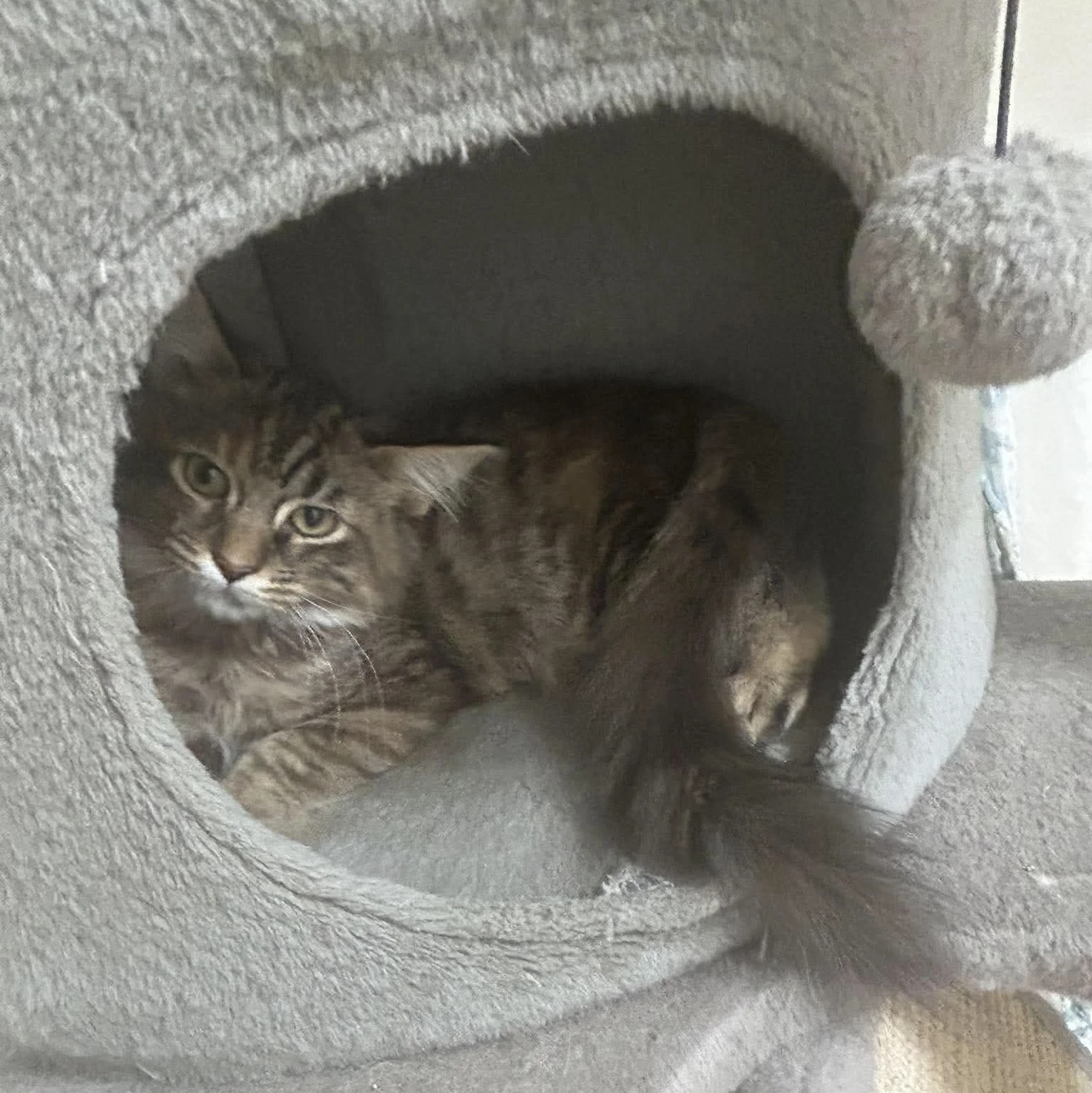 Nebul - At Shelter