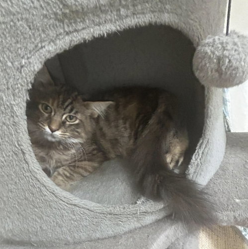 picture of the cat needing adoption
