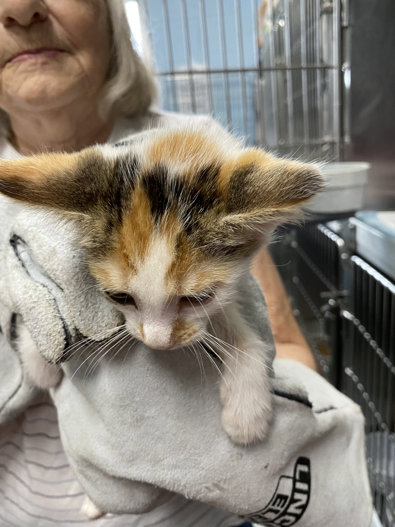 Comet - Not at shelter (AJ), cat
