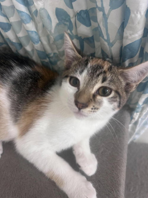 picture of the cat needing adoption