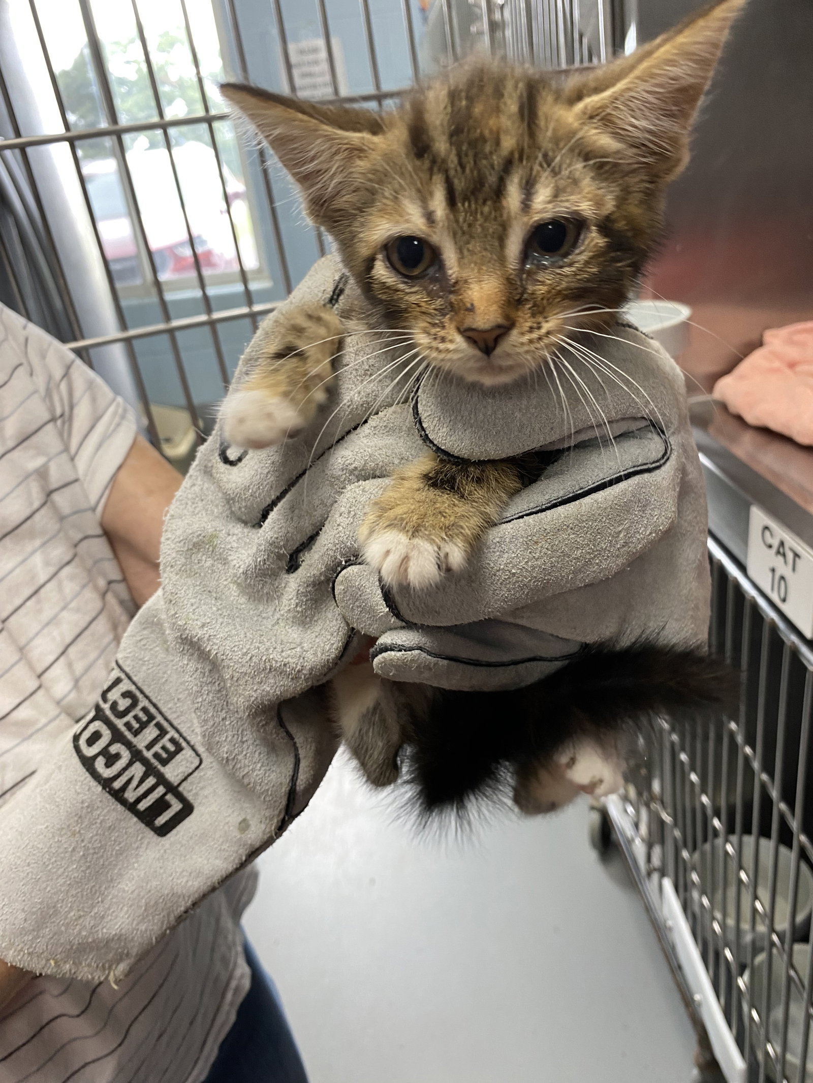 Libra - Not at shelter (Barbe), cat