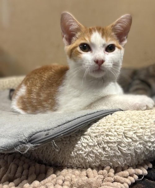 picture of the cat needing adoption