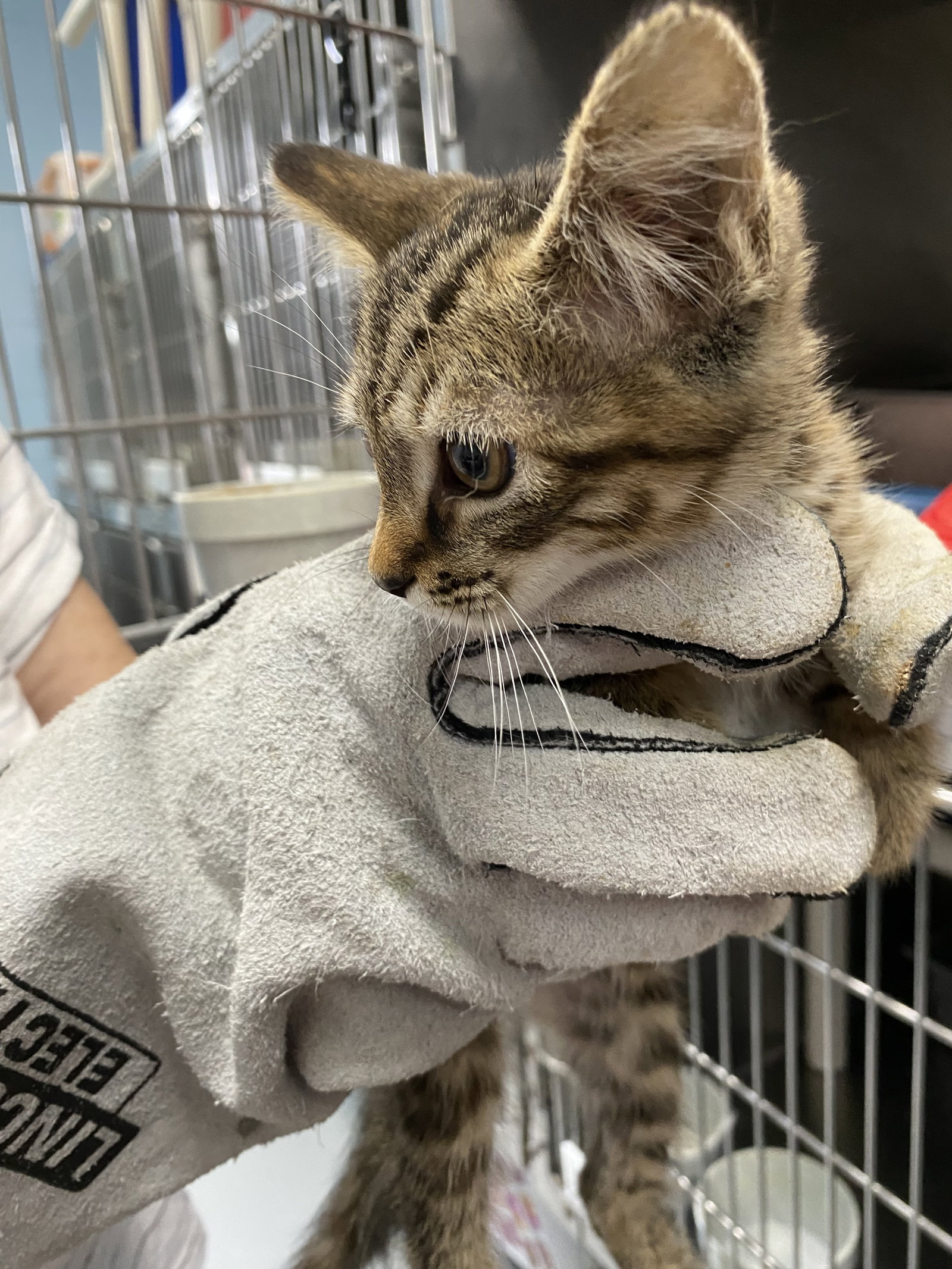 Orion - Not at shelter (Barbe), cat