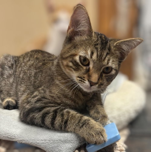 picture of the cat needing adoption