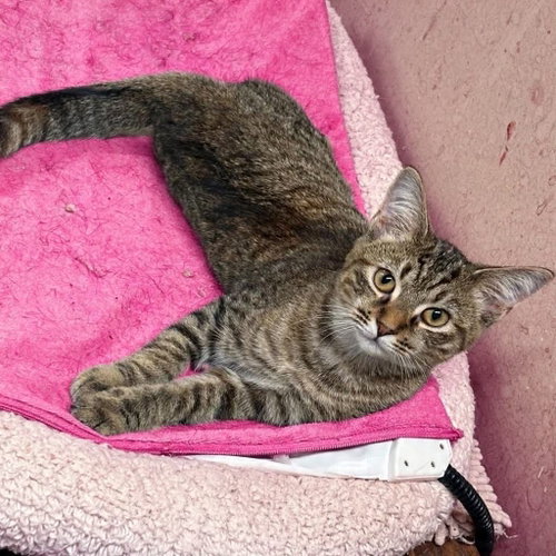Orion: Not at shelter (Barbe), a cat for adoption from Friends of Campbell County Animal Control
