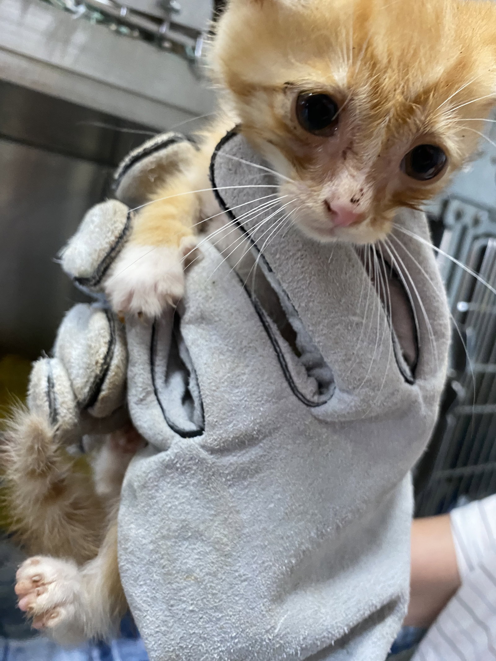 Nova - Not at shelter (Barbe), cat