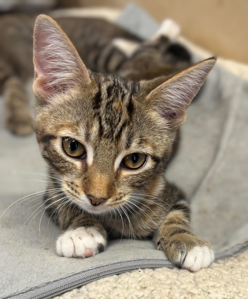 Nova - Not at shelter (Barbe)