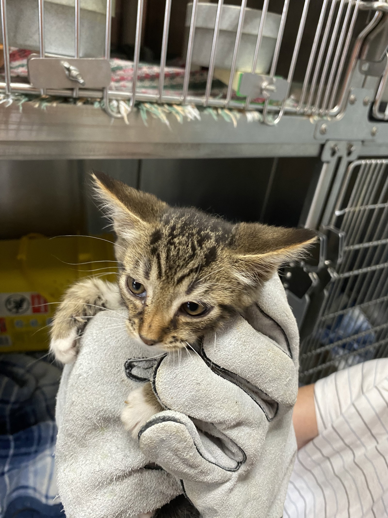 Jupiter - Not at shelter (Kendra), cat