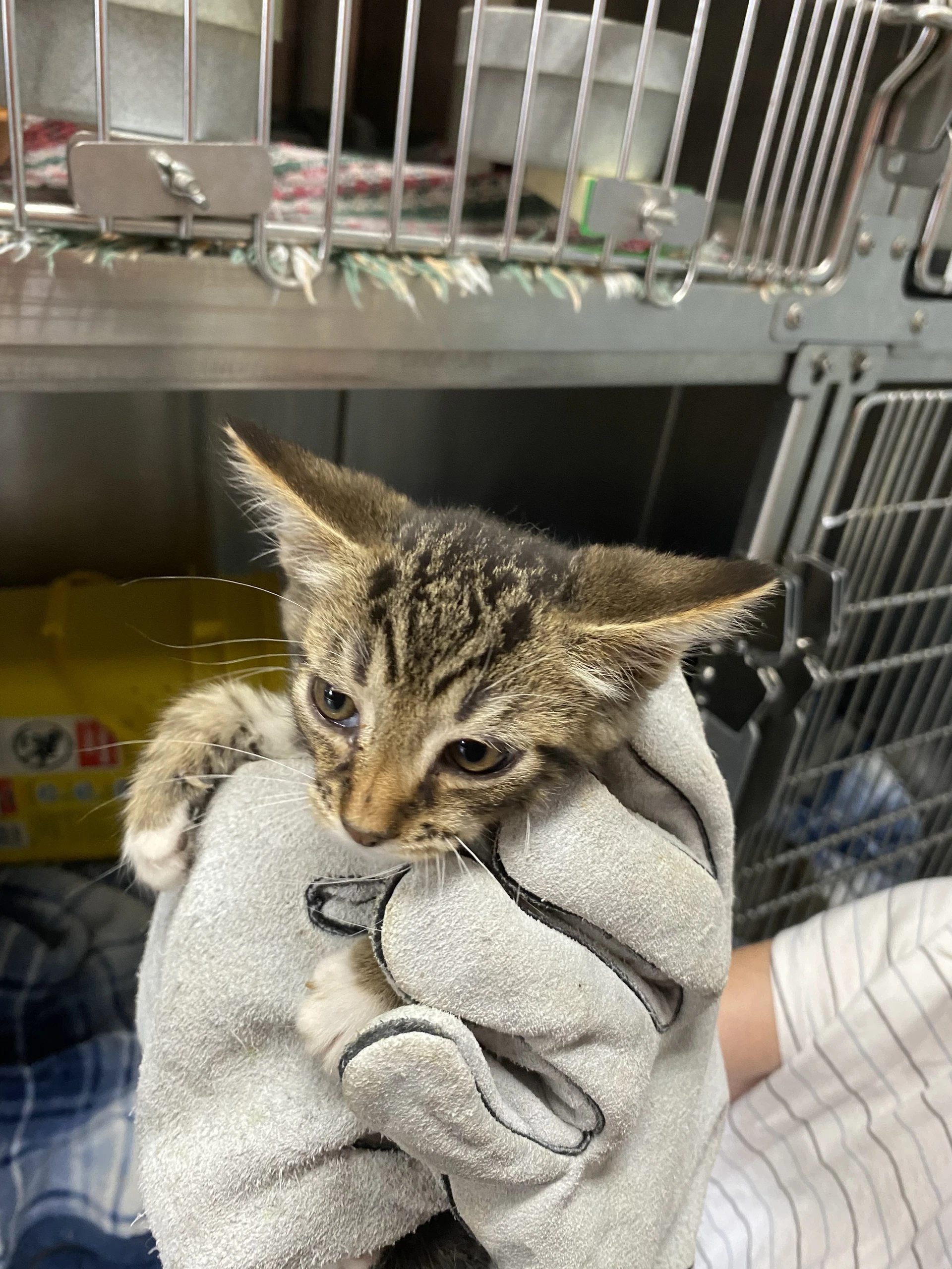 Jupiter - Not At Shelter Kendra