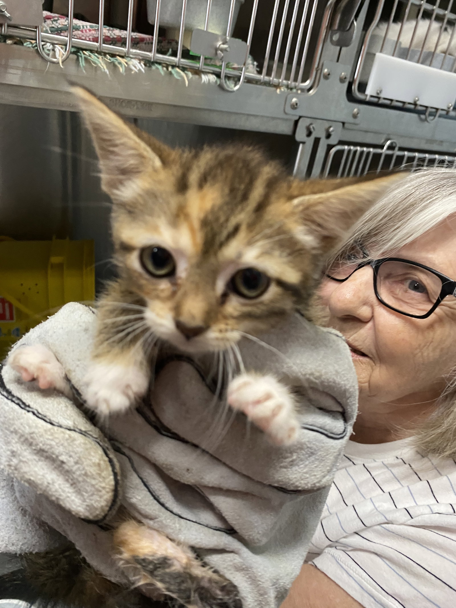 Sagitarius - Not at shelter (Kendra), cat