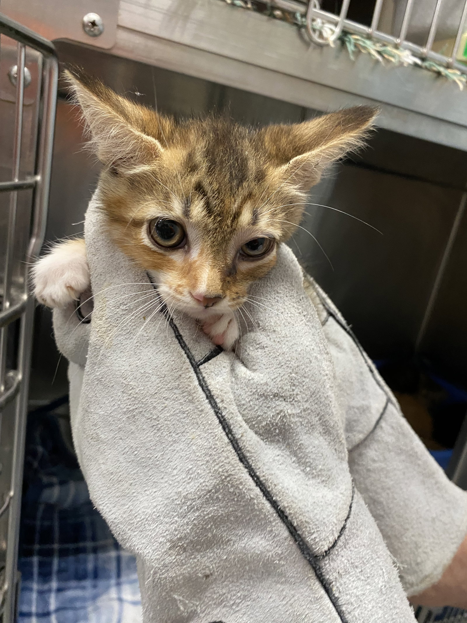 Capricorn - Not at shelter (Kendra), cat