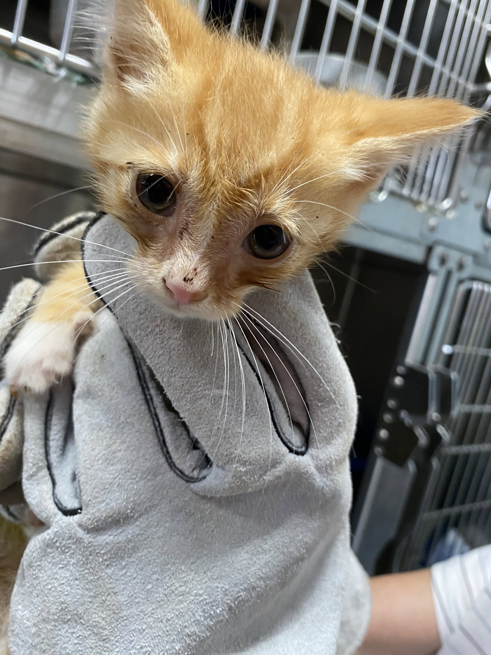 Pices - Not at the shelter (Kendra), cat