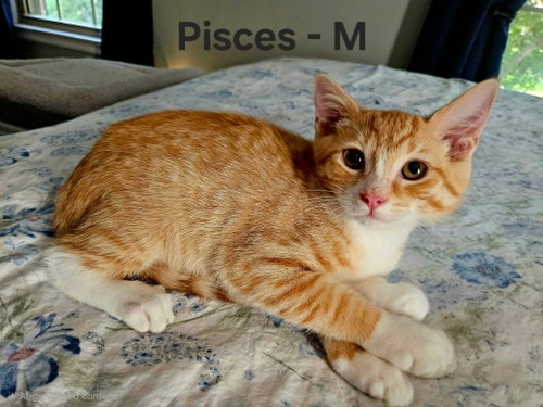 picture of the cat needing adoption