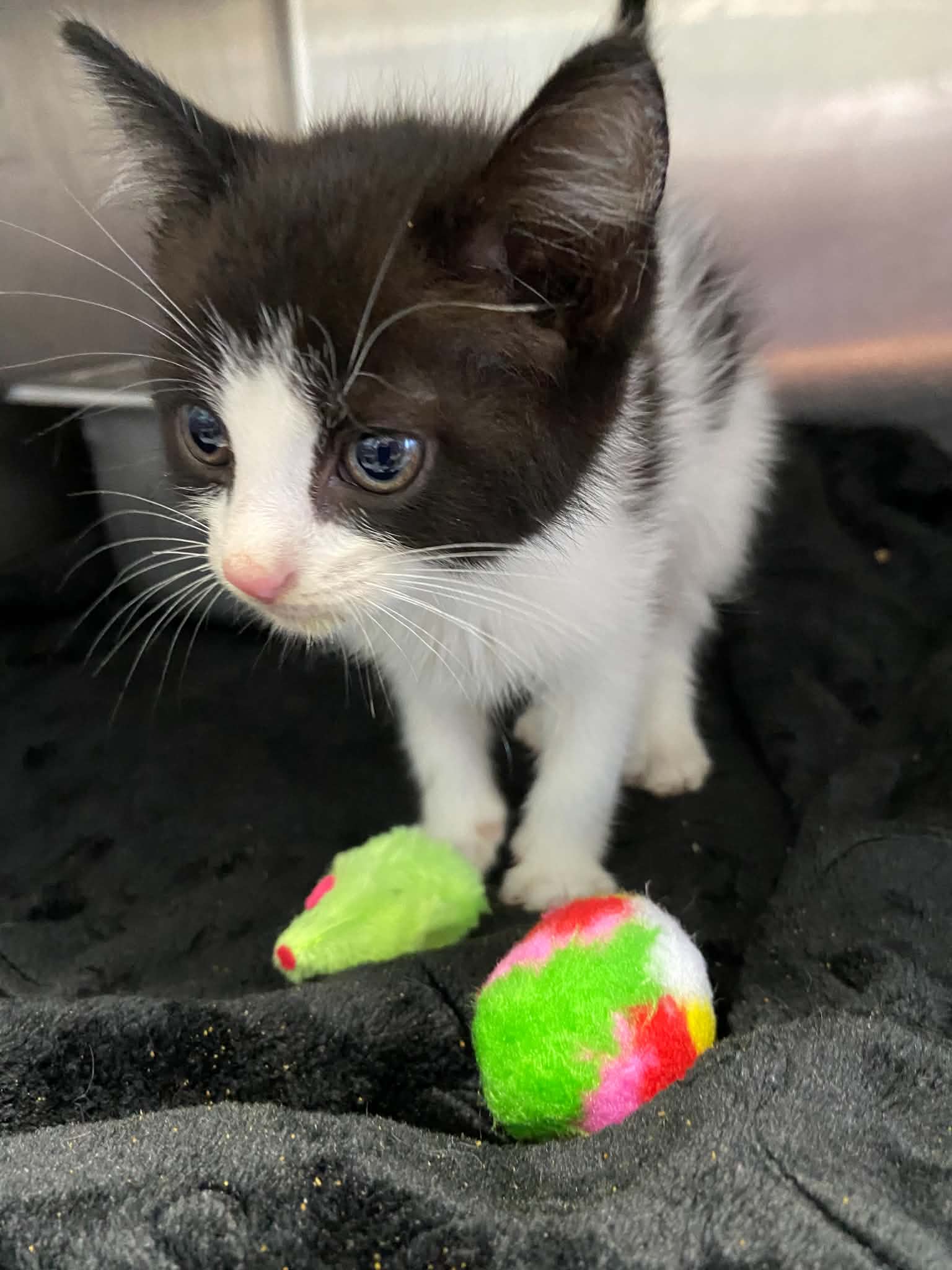 Neeko - Not at shelter (April), cat