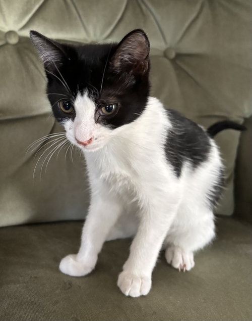 picture of the cat needing adoption