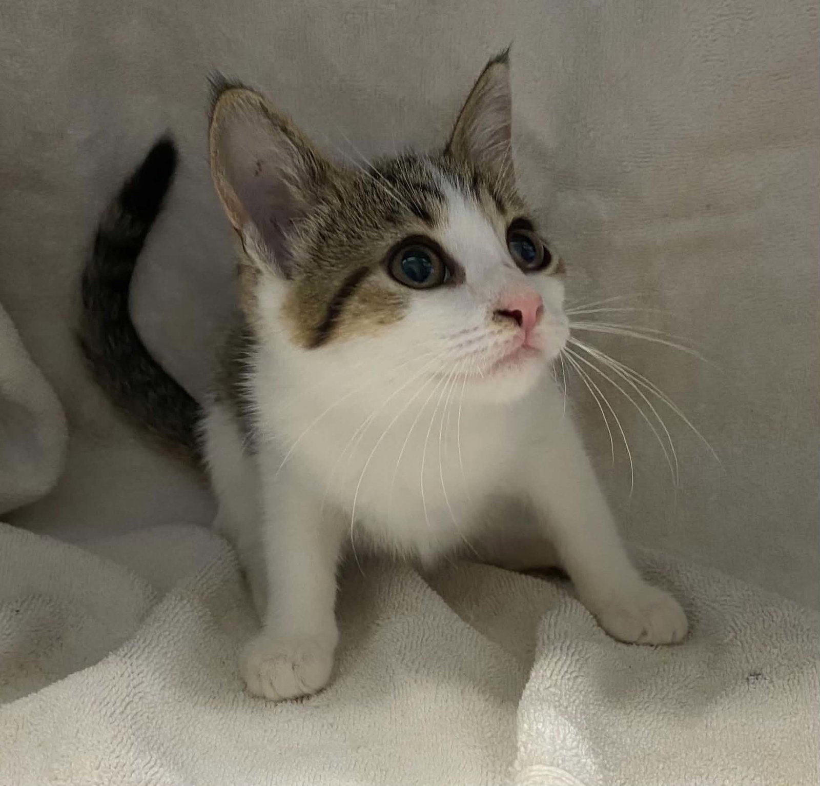Cyndi Lauper: Not at the shelter (Barbe), cat
