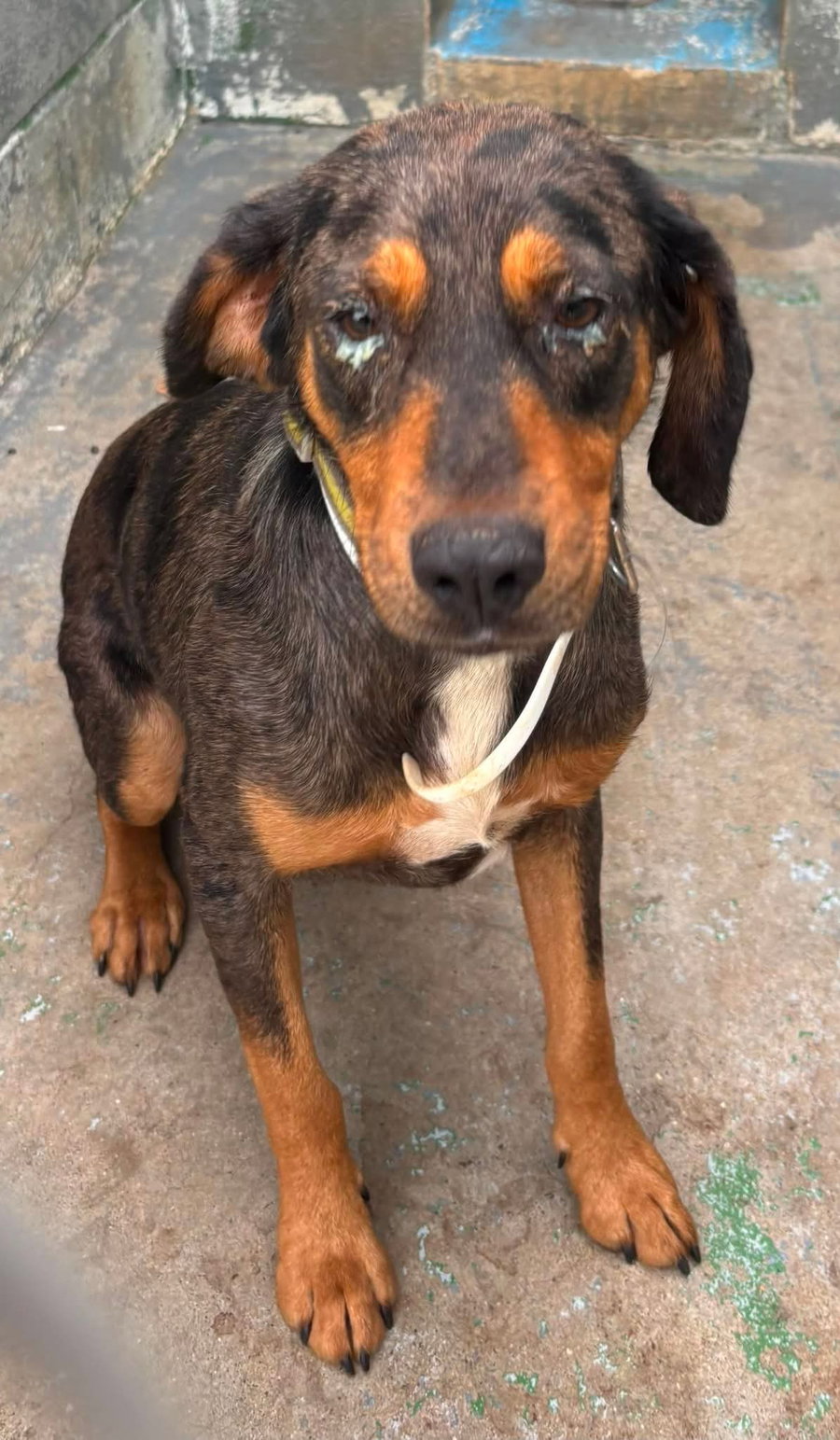 Leo - At shelter