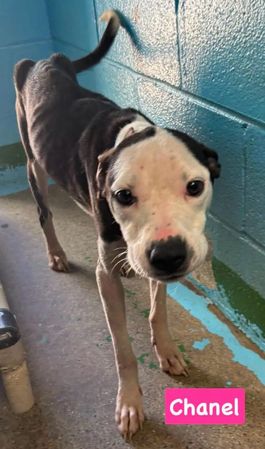 Chanel - At Shelter Available - Pit Bull Terrier