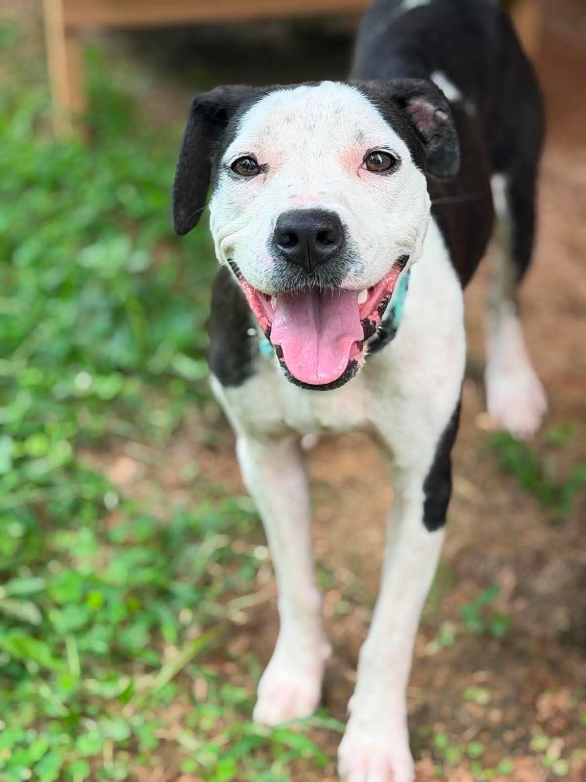 Chanel - Not at shelter, dog