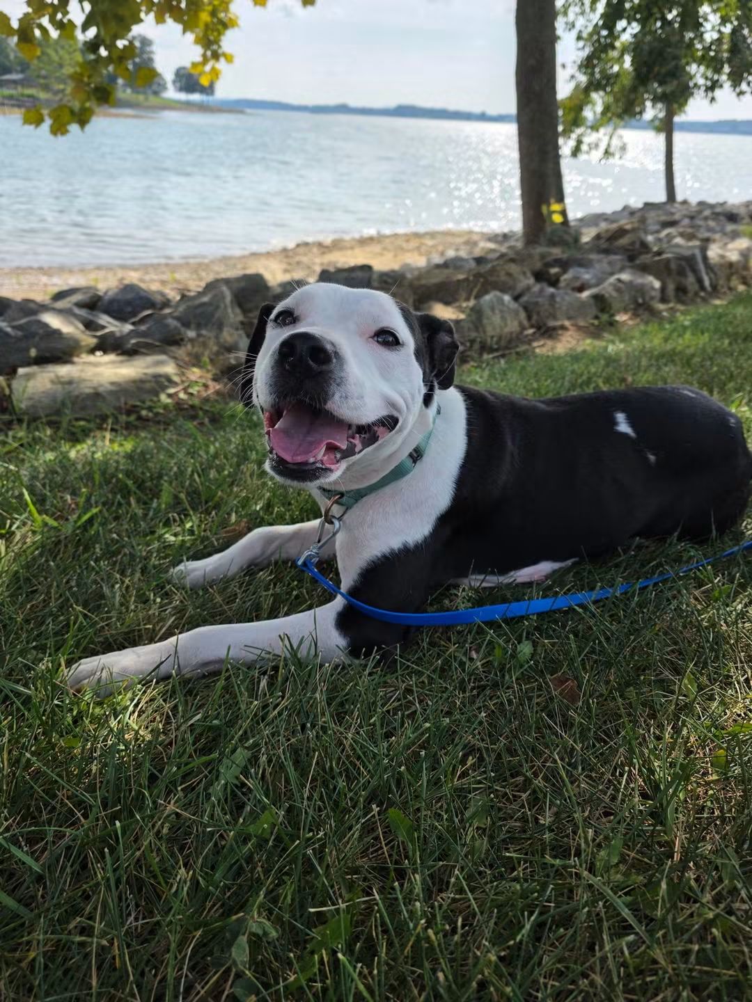 Chanel - At Shelter Available