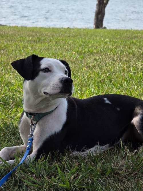 Chanel: Not at shelter (Holly), a dog for adoption from Friends of Campbell County Animal Control