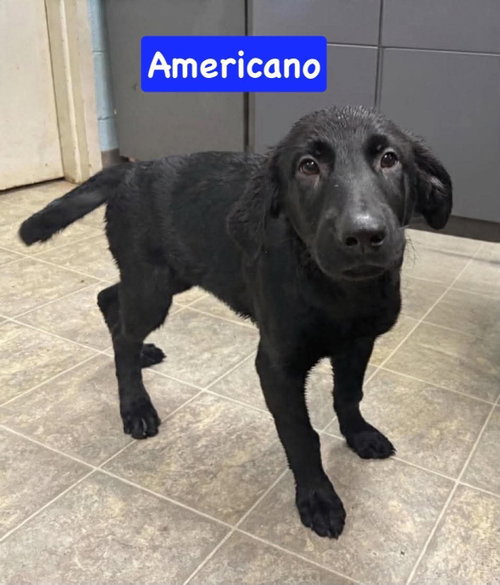 Americano: Not at shelter (Pam), an adoptable Golden Retriever in Rustburg, VA