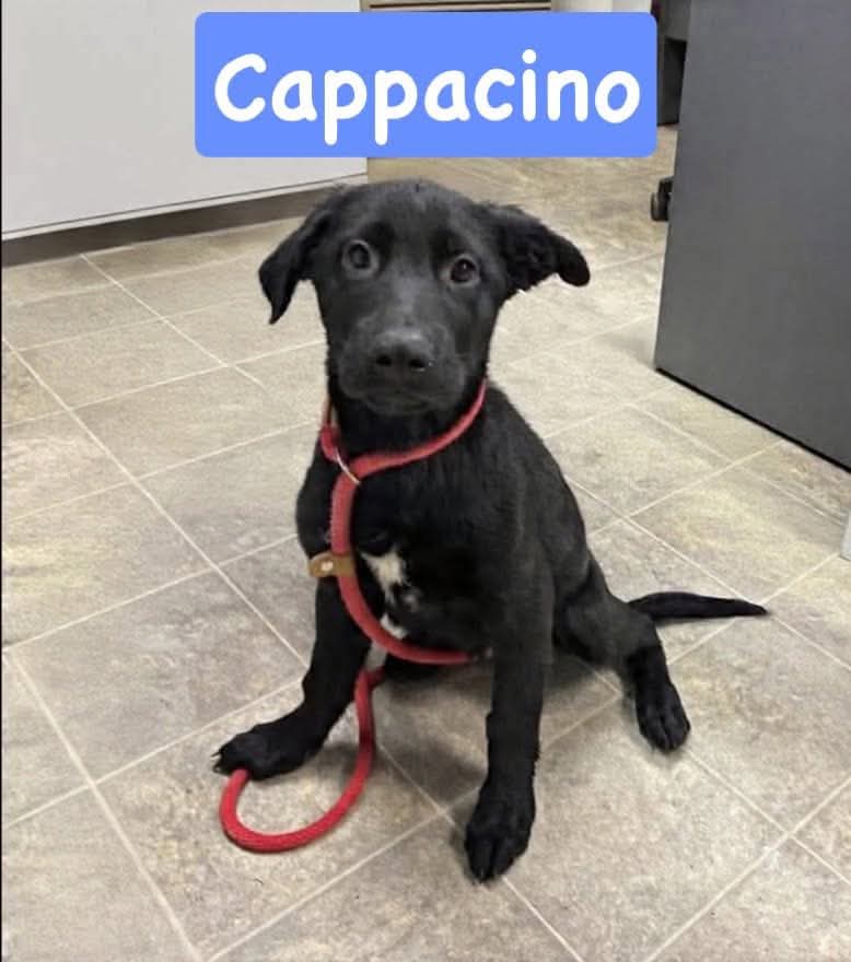 Cappacono - Not at shelter