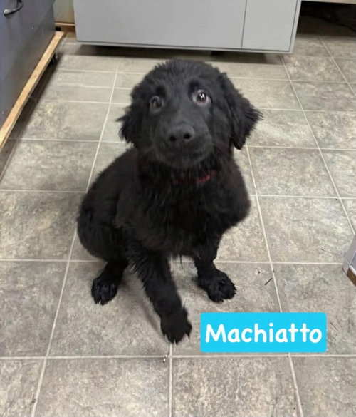 Macchiato - Not at shelter