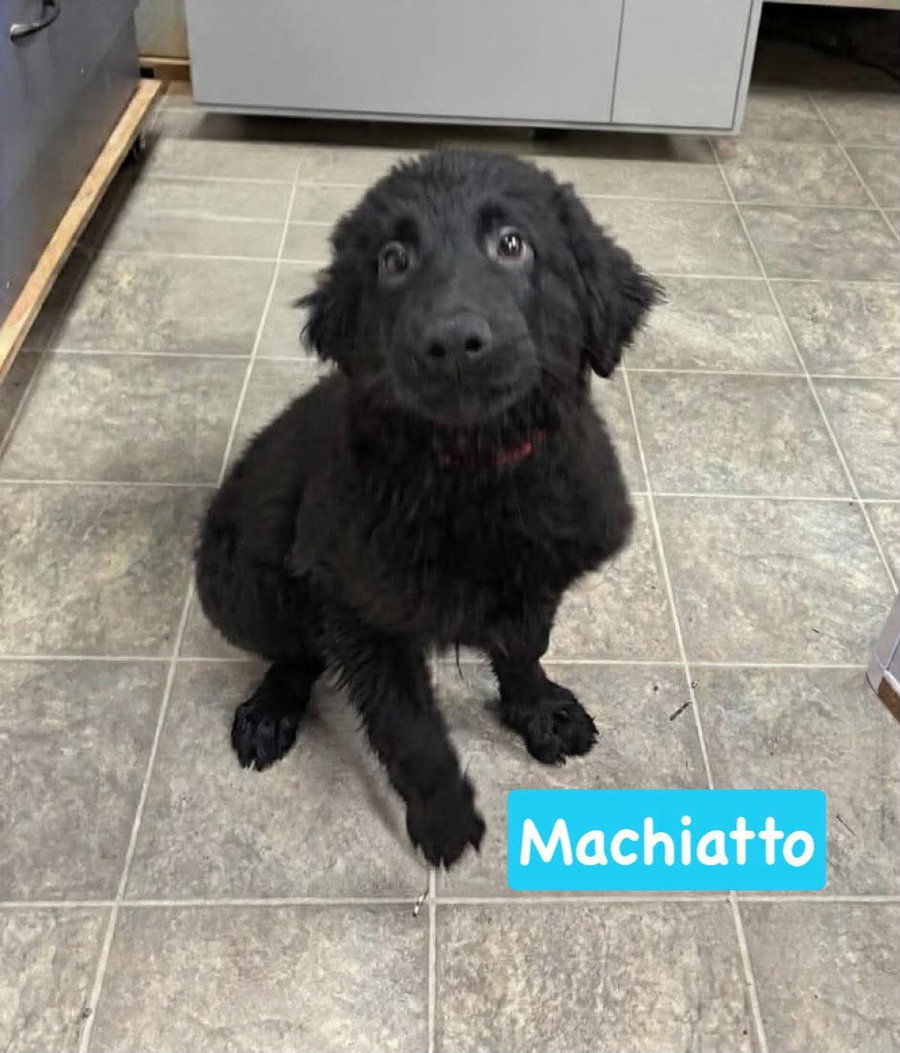 Macchiato - Not at shelter