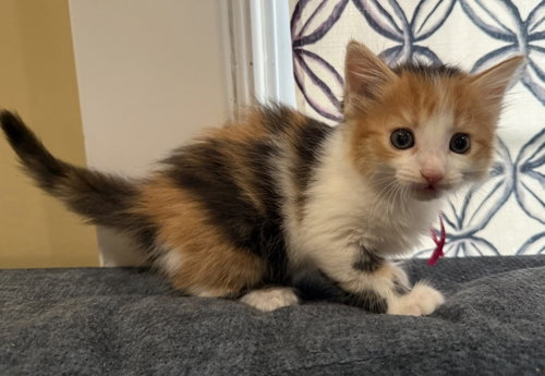 Graham- Not at the Shelter (Faith), an adoptable Calico in Rustburg, VA
