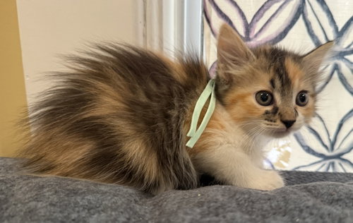 Brownie-Not at the Shelter (Faith), an adoptable Calico in Rustburg, VA