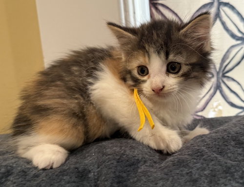 Donut-Not at the Shelter (Faith), an adoptable Calico in Rustburg, VA