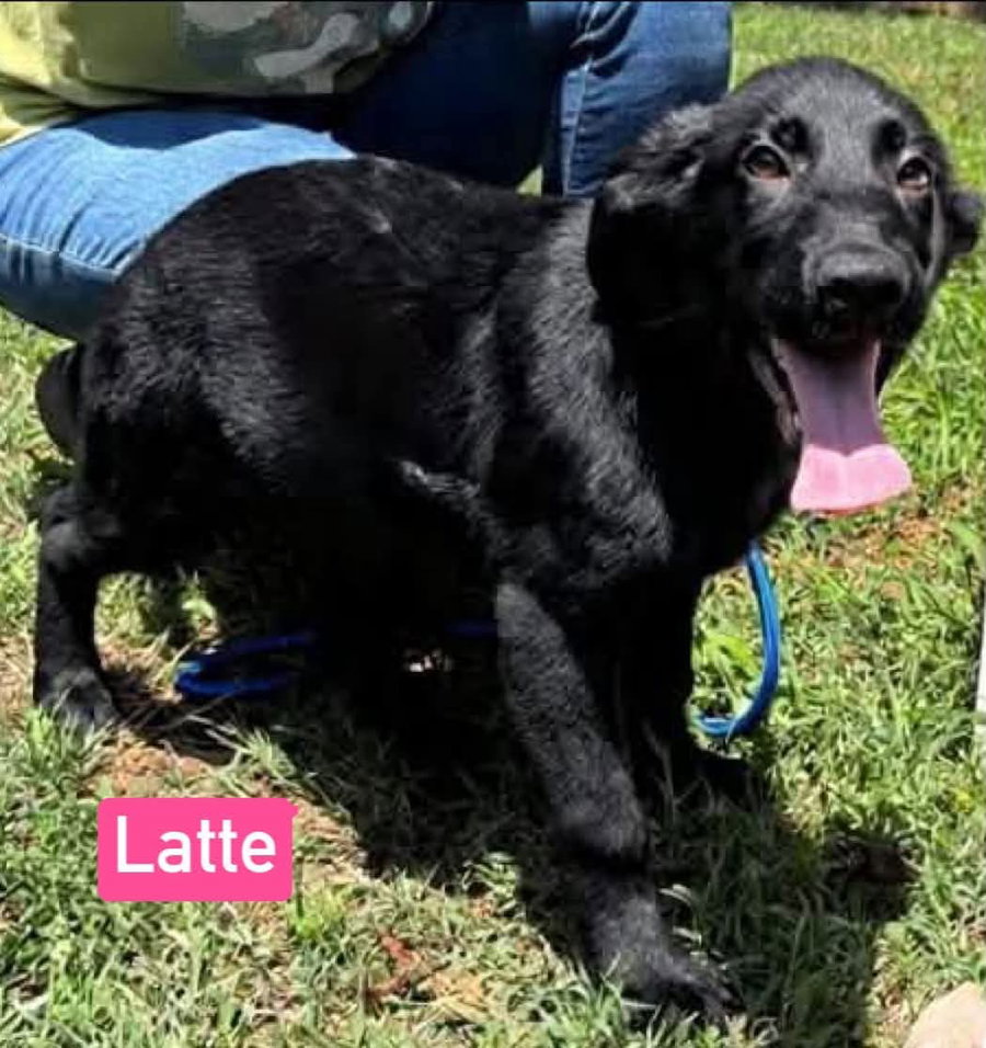 Latte - Not at shelter