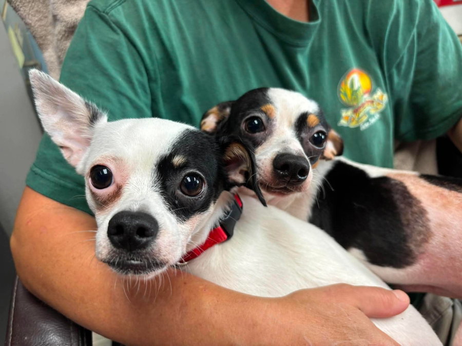 Petey - Not at shelter (Kendra)