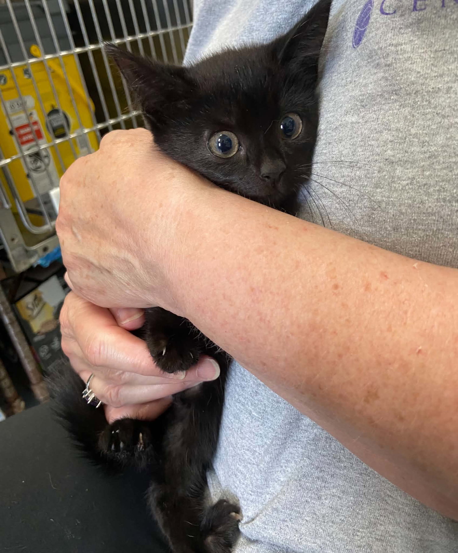 Callie - At shelter, cat