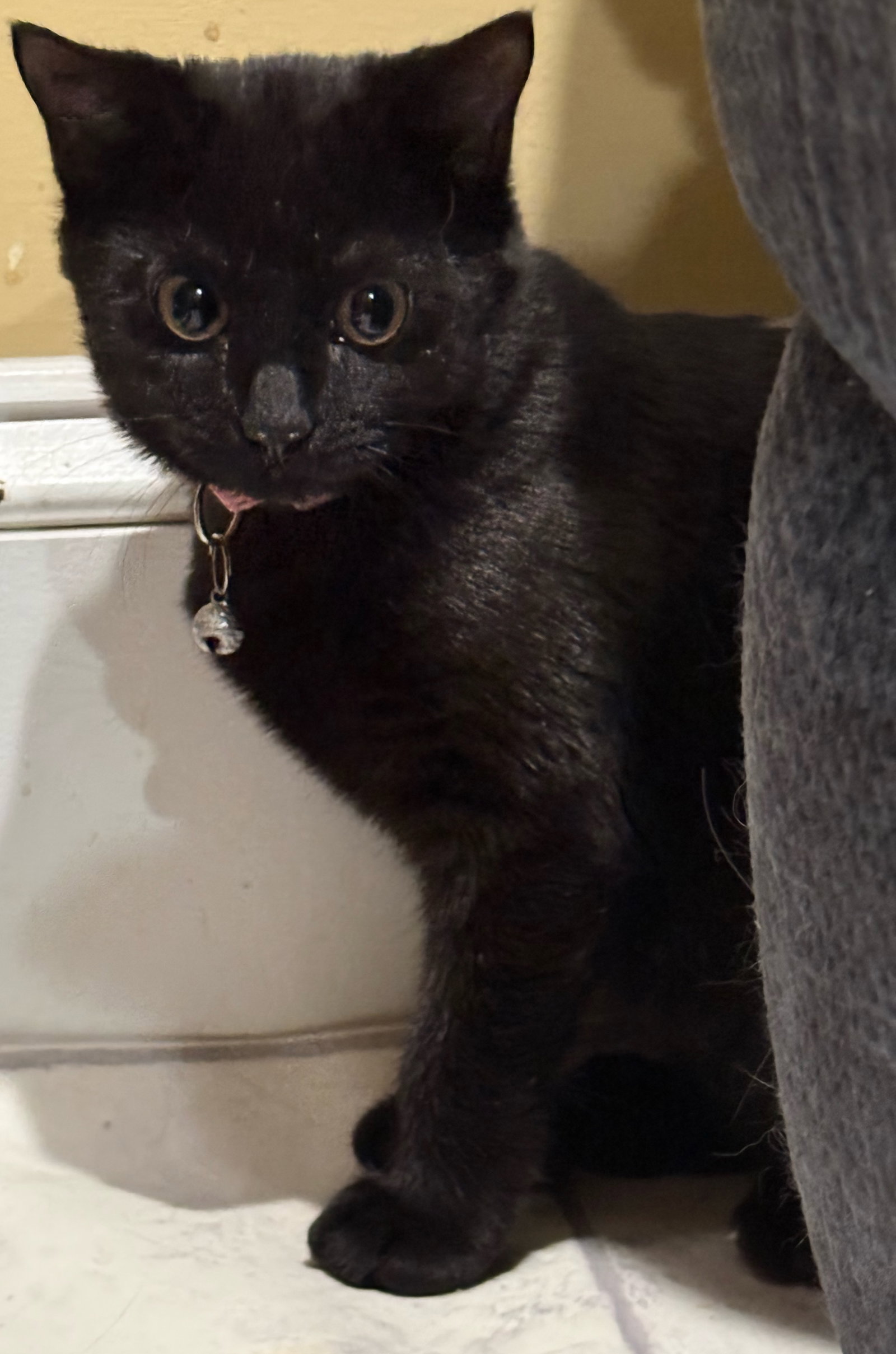 Callie - Not at the shelter (Faith), photo 2