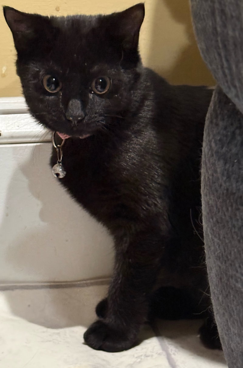 Callie, photo 2