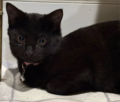 Photo 3 of Callie - Not at the shelter (Faith)